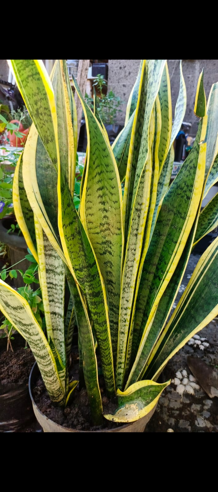 3 Indoor Plants - Snake Plant, Spider Plant, Zig Zag Plant