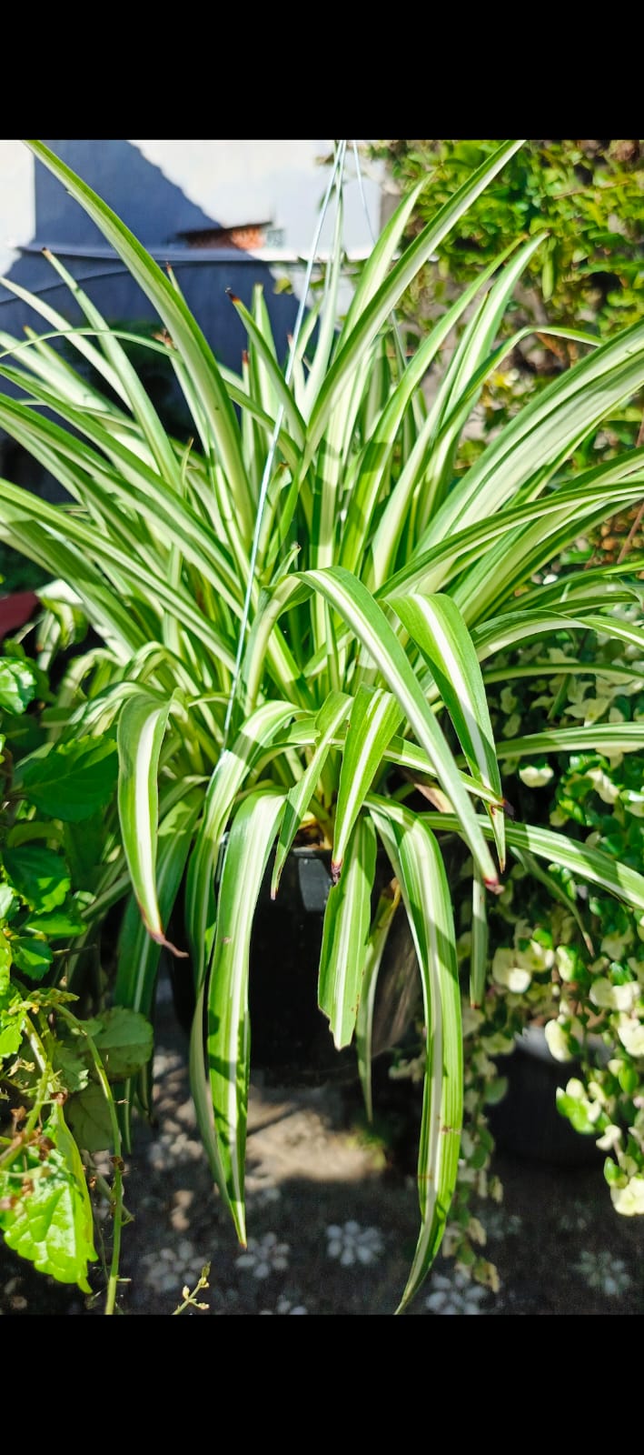 3 Indoor Plants - Snake Plant, Spider Plant, Zig Zag Plant